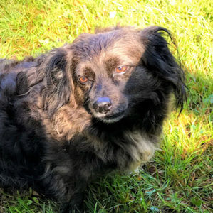 Meet your Posher, Noel